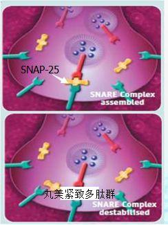 為什么明星專家醫生達人紛紛種草這支眼霜？丸美多肽眼精華！