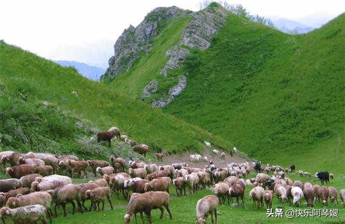 農村養殖什么好？這5類成本低收益高，看完利潤就明白了