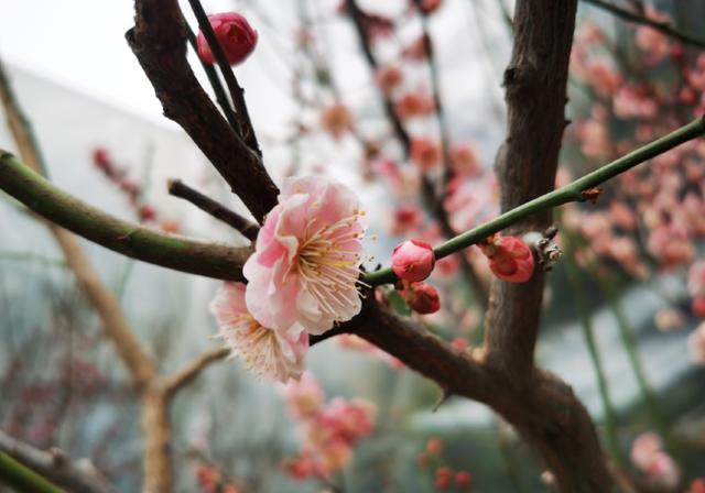山東濟南最好玩的3個地方，第1個趵突泉，最后1個芙蓉街，想去？