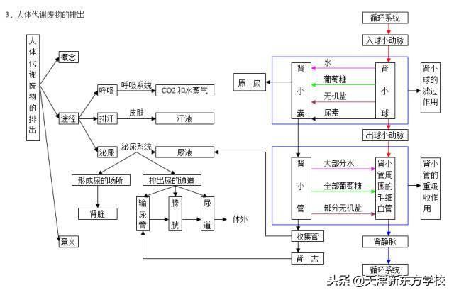 初中生物知識點梳理——思維導圖，清晰得不要不要的！