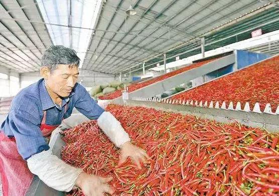 推薦：十個效益不錯的農村加工廠致富項目，快人一步搶占商機！