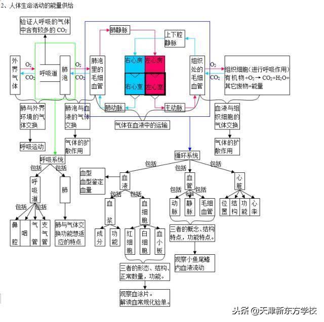初中生物知識點梳理——思維導圖，清晰得不要不要的！