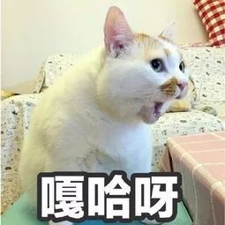 BIGO LIVE秋招筆試：產品經理面試怎么自我介紹？
