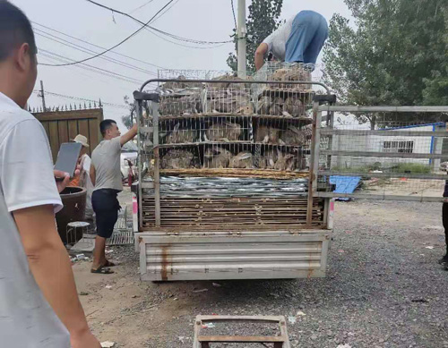 農村這六種賺錢的方式，可以作為回鄉創業的發家之路