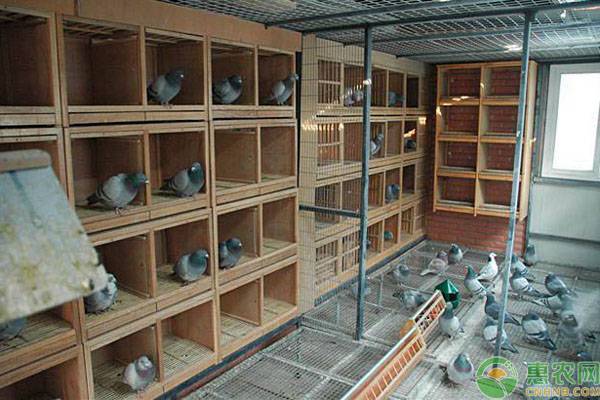 農村有哪些特色養殖項目？2019農村熱門特種養殖項目推薦