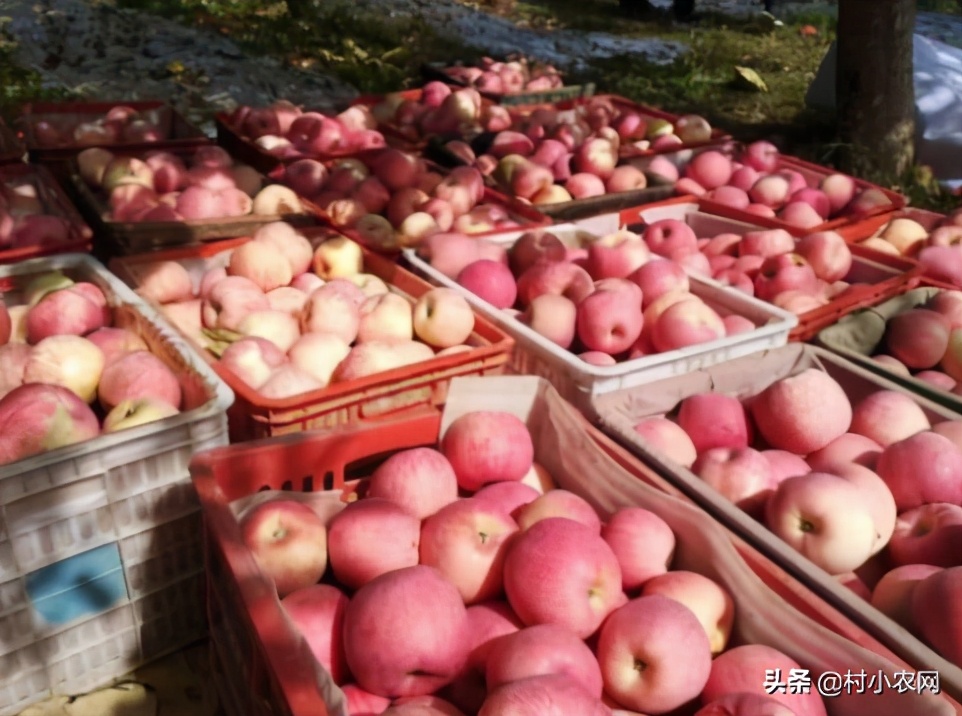 2021年農村創業，到底種什么農作物能賺錢？這6個可能適合你