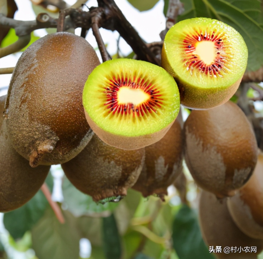 2021年農村創業，到底種什么農作物能賺錢？這6個可能適合你