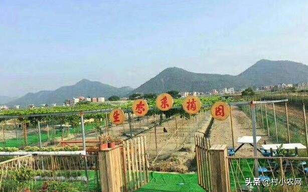 20年農村創業，這6個適合農村人致富項目，你覺得哪個最掙錢？