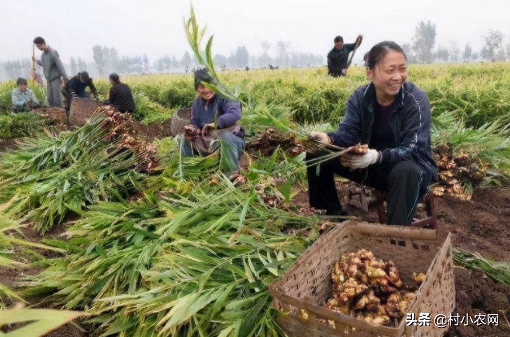2021年農村創業，到底種什么農作物能賺錢？這6個可能適合你