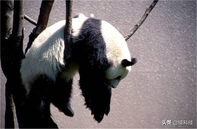 春節期間順豐、申通不停運，但是這些都得漲
