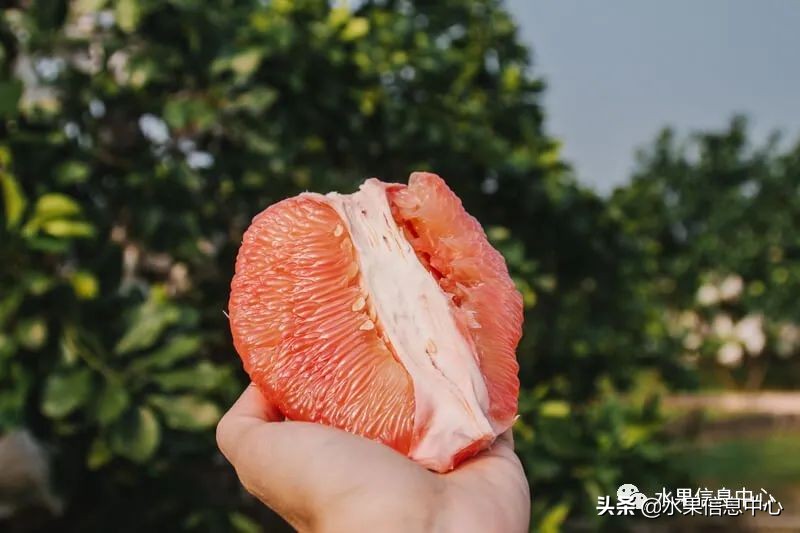 如何讓你的柚子更好賣？柚子文案大全