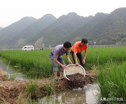 2021年農村創業，種植養殖啥能致富？這10個項目不比打工差