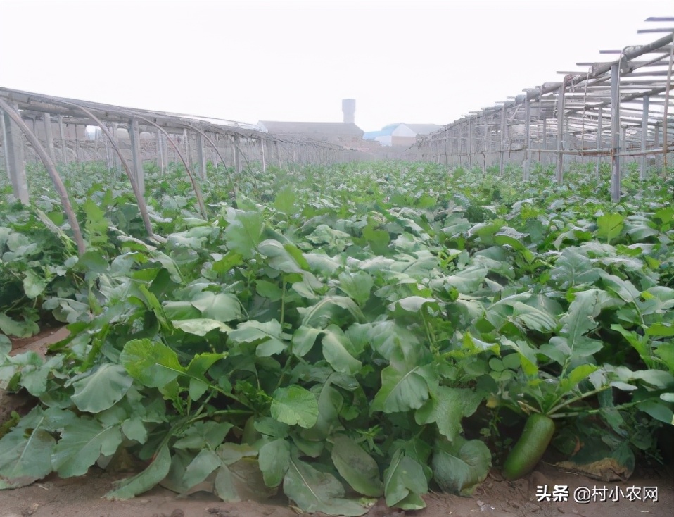 2021年農村創業，種植養殖啥能致富？這10個項目不比打工差