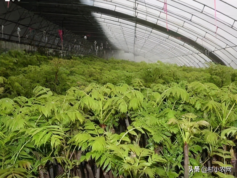 2021年農村創業，種植養殖啥能致富？這10個項目不比打工差