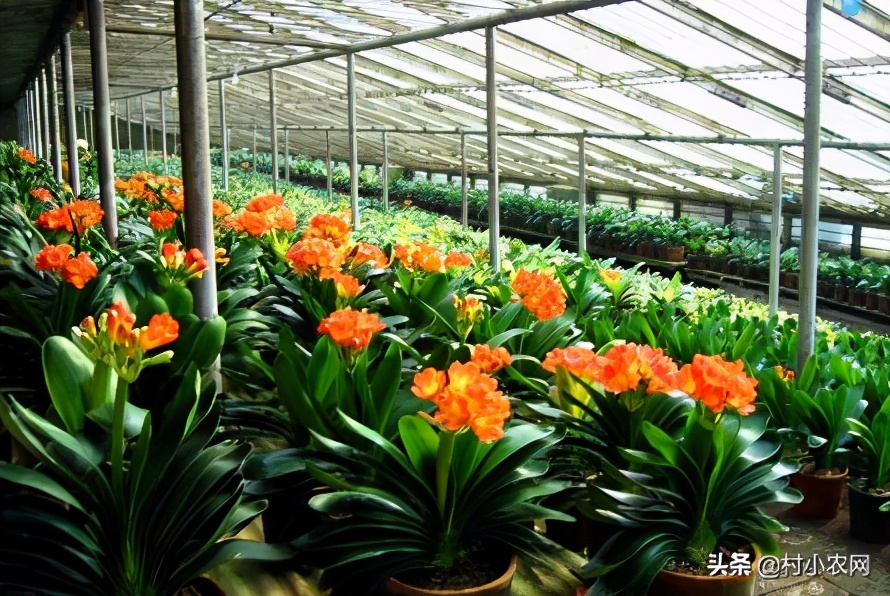 2021年農村創業，種植養殖啥能致富？這10個項目不比打工差