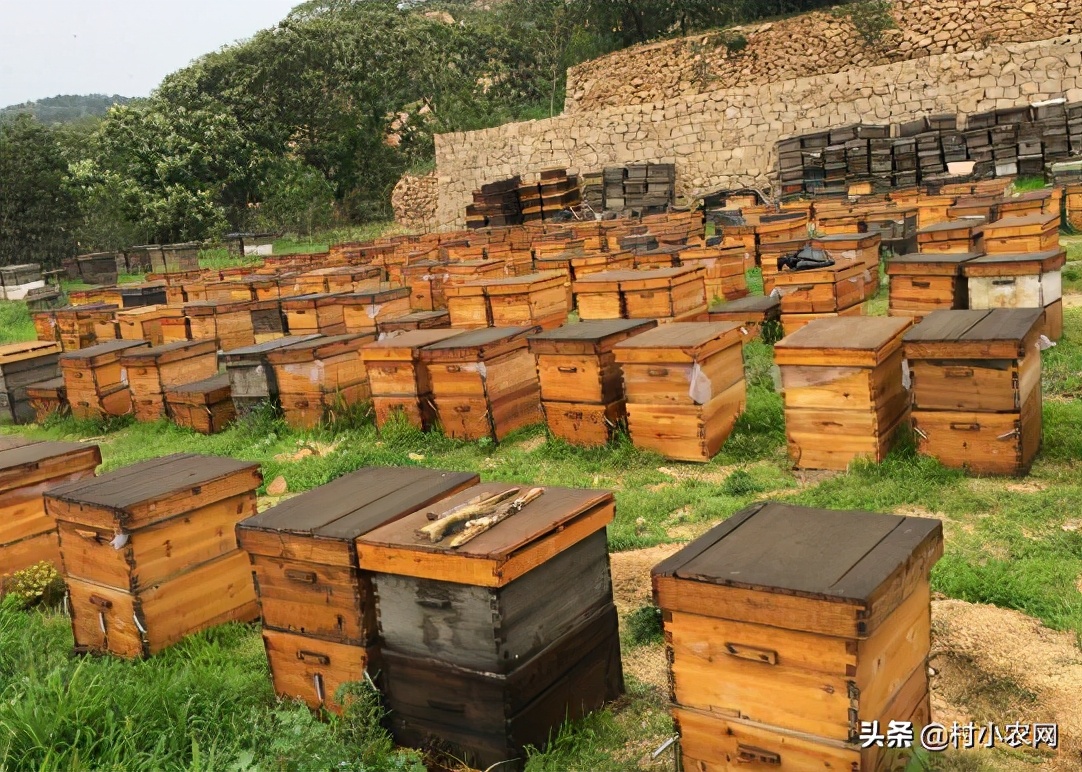 2021年在農村創業致富，養殖什么最賺錢？這6大項目值得推薦
