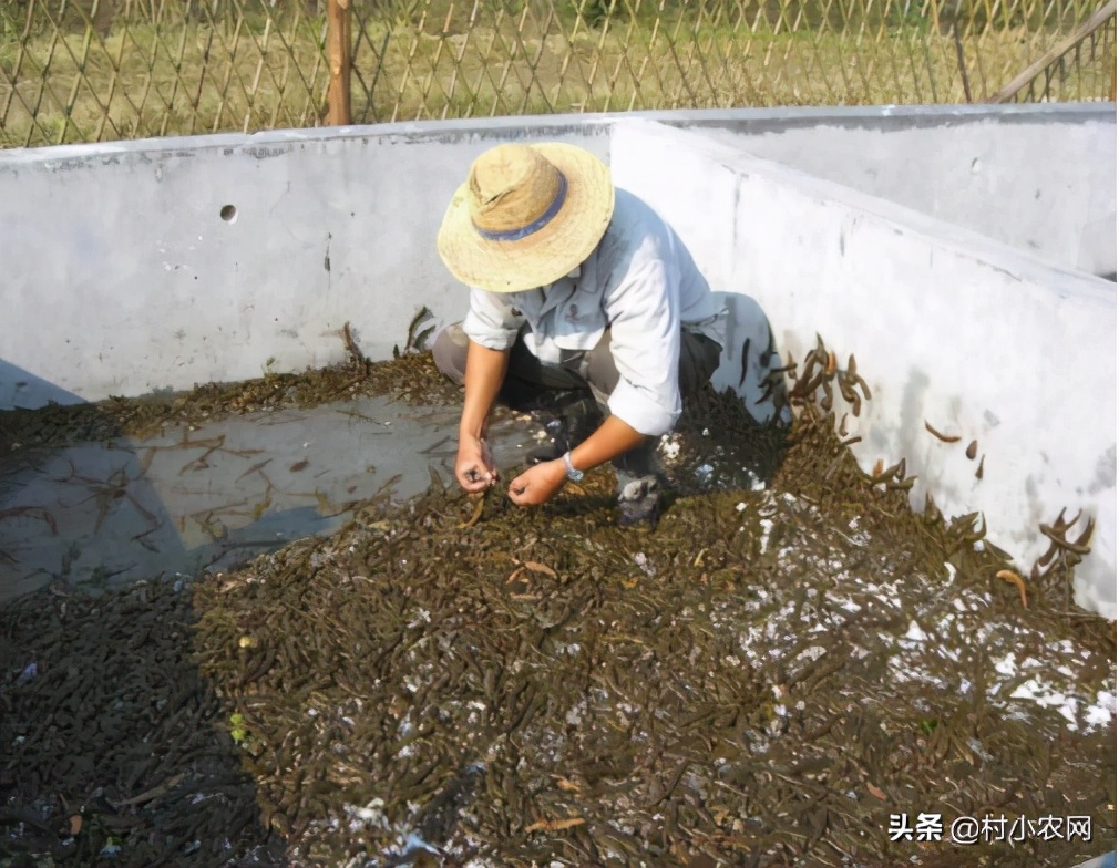 2021年在農村創業致富，養殖什么最賺錢？這6大項目值得推薦