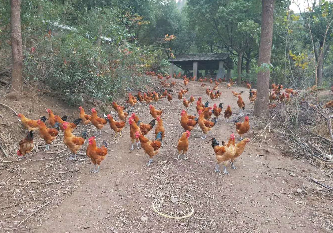 農村三種風險很小的養殖項目，一萬元足夠，收益比打工強