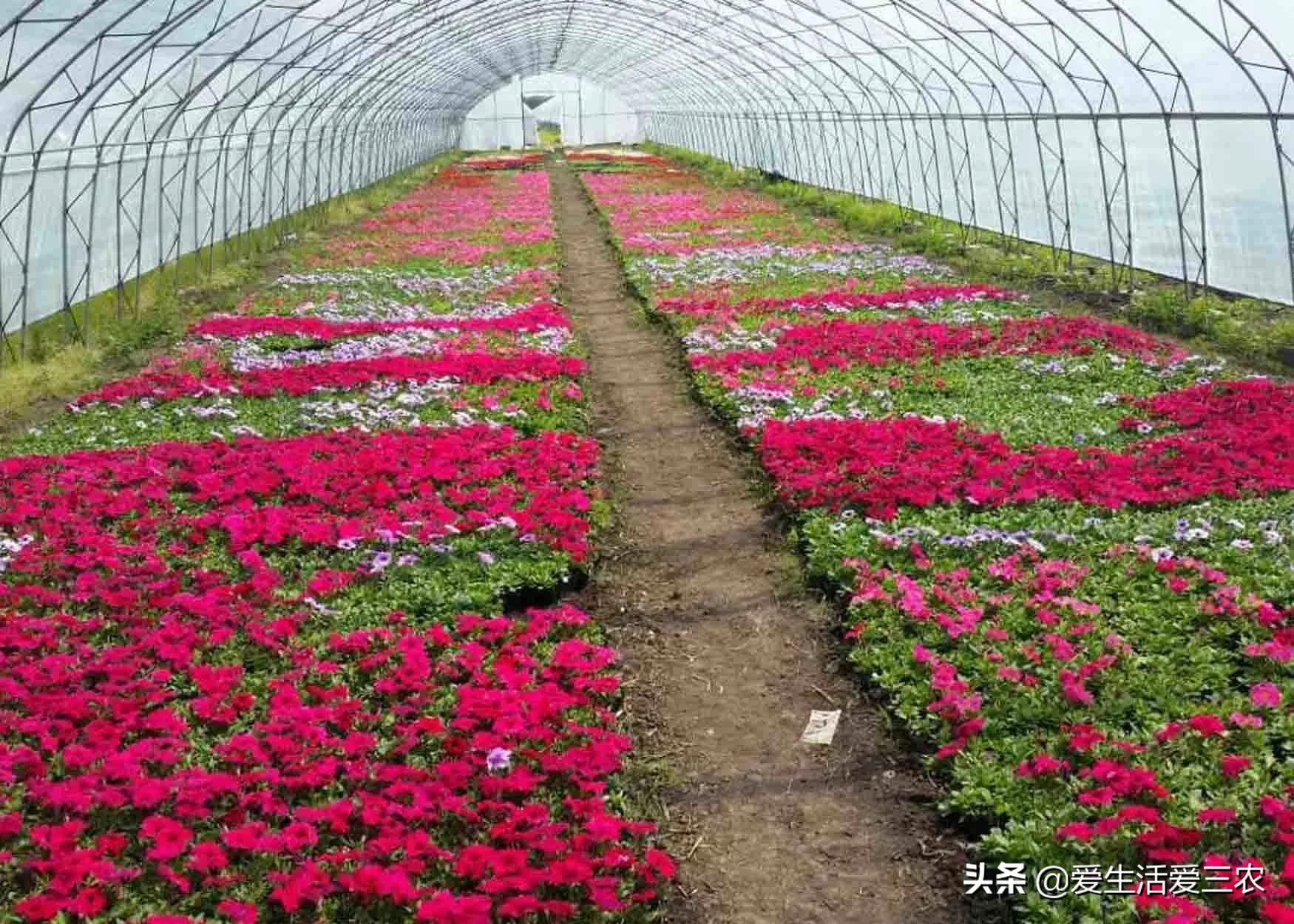 農村掙錢門路多，這五個低成本項目能快速致富！
