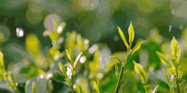 聞過就忘不掉的祖瑪瓏香水，一次過擁有5款！高級感爆棚，自用送人都不踩雷