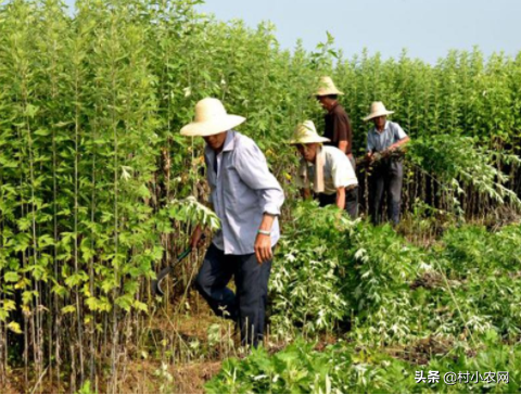 農村創業干啥好？這12個種植、養殖和加工項目，投資小掙錢快