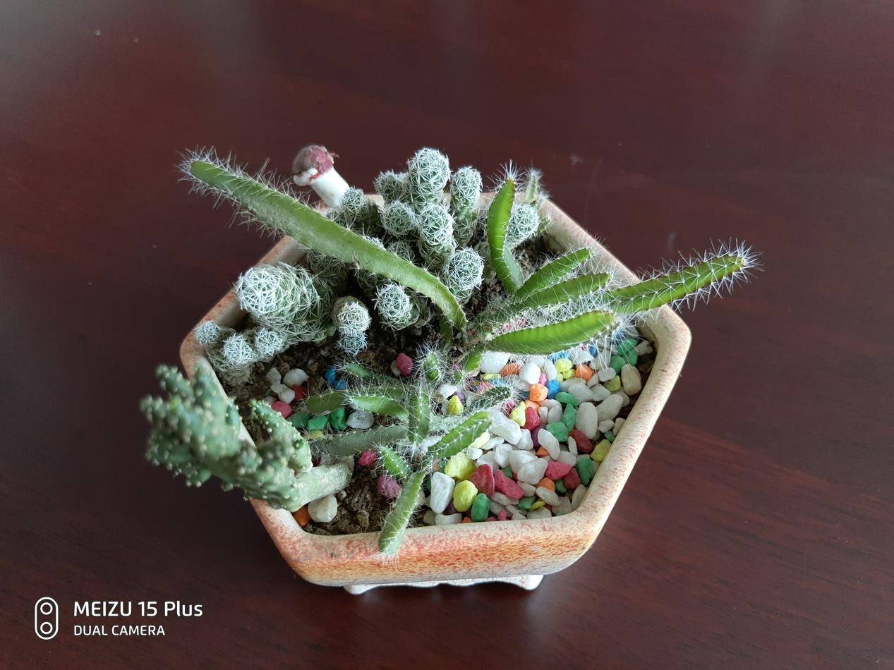 不吹不黑，黃章式旗艦魅族15 Plus值不值得買？看完這篇就夠了