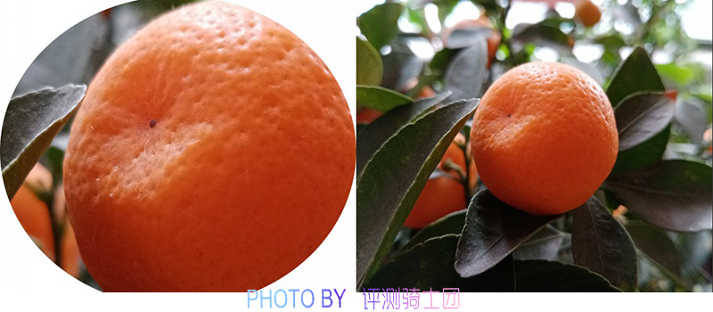 5大關注點看看，千元機華為暢享9e是否值得購買