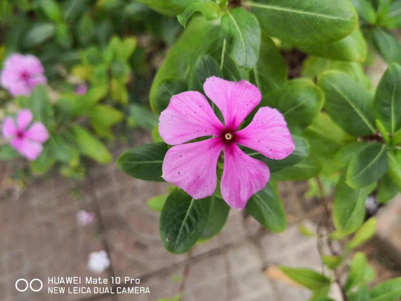 它就是智能的代名詞！華為Mate 10 Pro 深度體驗