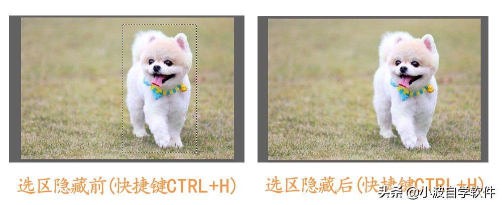 PS選區的5個操作方法，很簡單，但是很多熟手都不完全知道