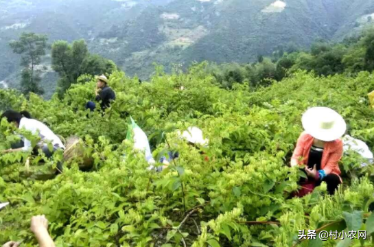 農村創業干啥好？這12個種植、養殖和加工項目，投資小掙錢快