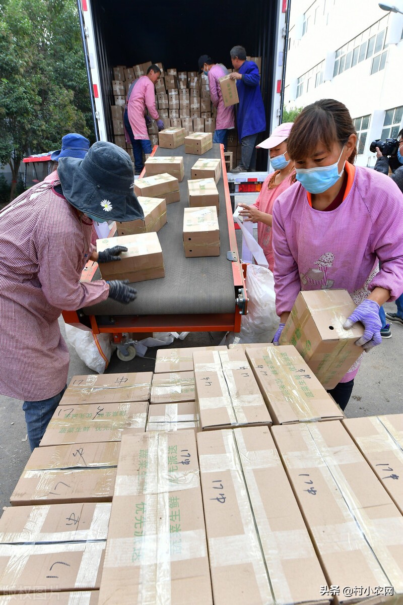 農村創業干啥好？這12個種植、養殖和加工項目，投資小掙錢快