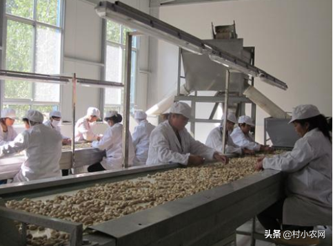 農村創業干啥好？這12個種植、養殖和加工項目，投資小掙錢快