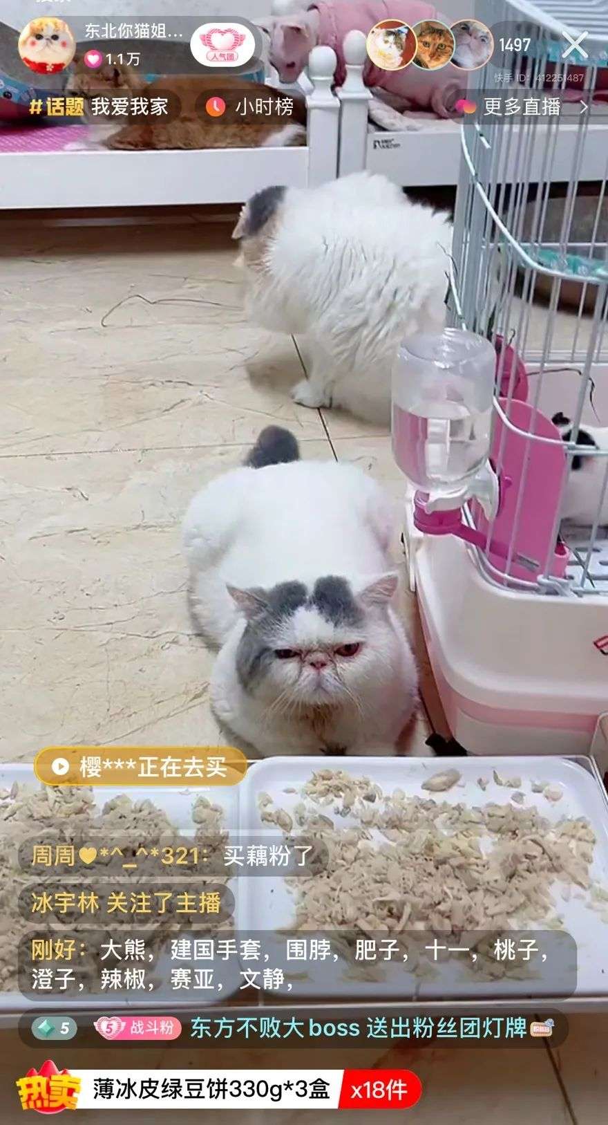 躺睡月入百萬，寵物直播能誕生下一個“薇婭李佳琦”嗎？