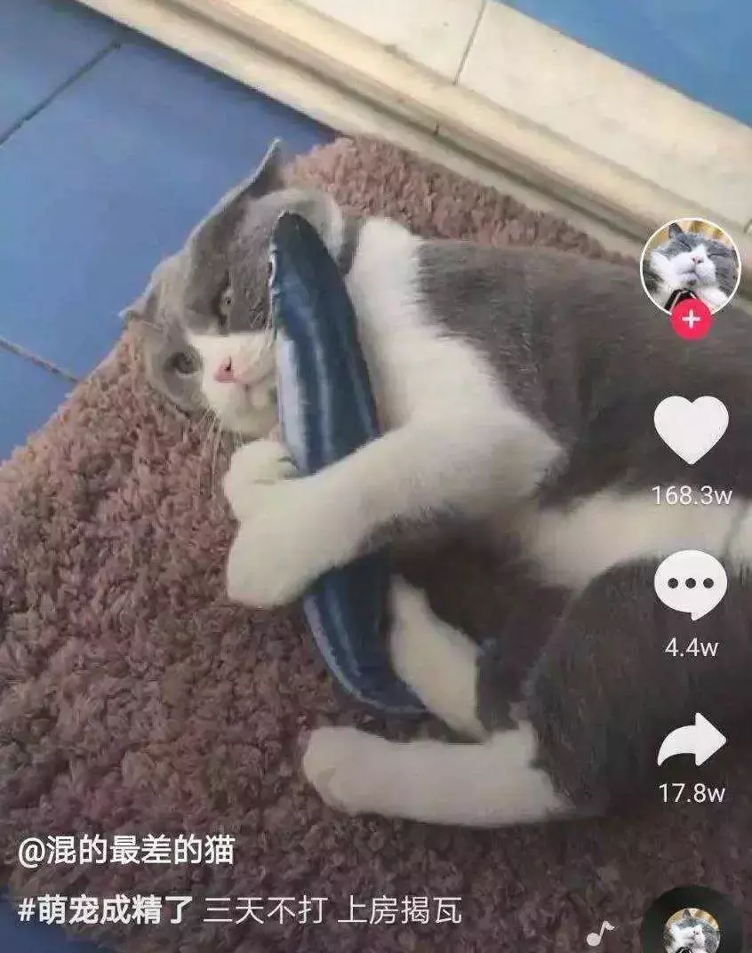 抖一抖學院分析：抖音運營的內容分類思路，你全部知道了嗎？