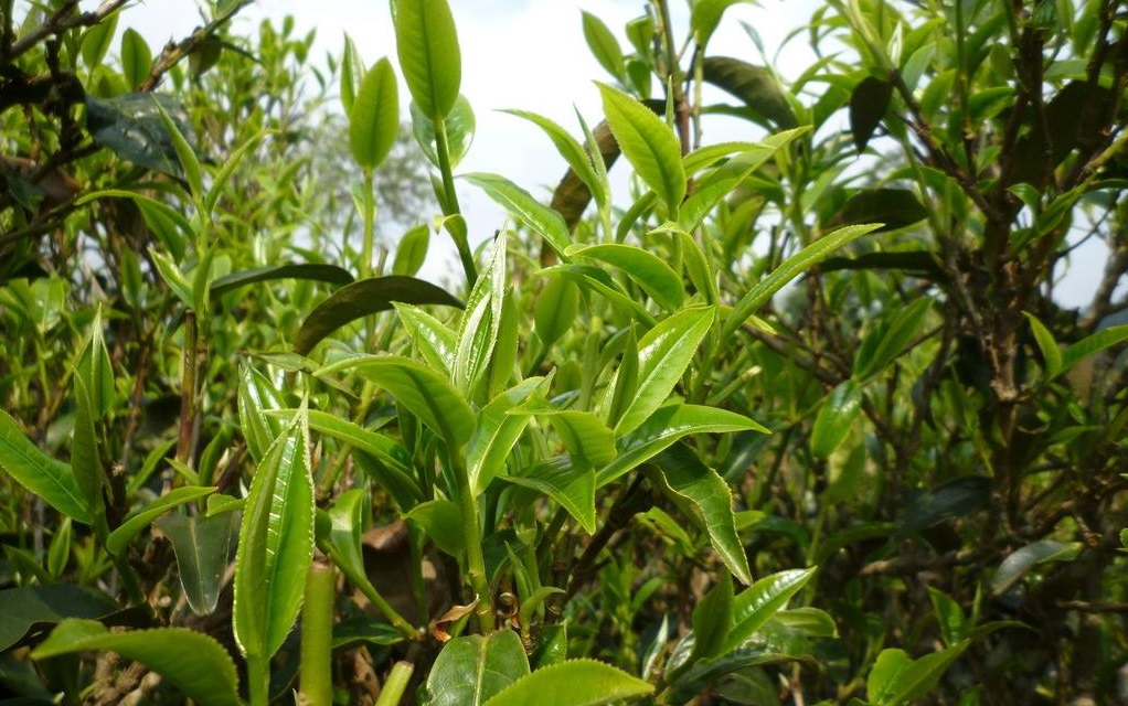 賣茶葉賣出新模式！一分成本沒花，就收回了三千多萬的現金